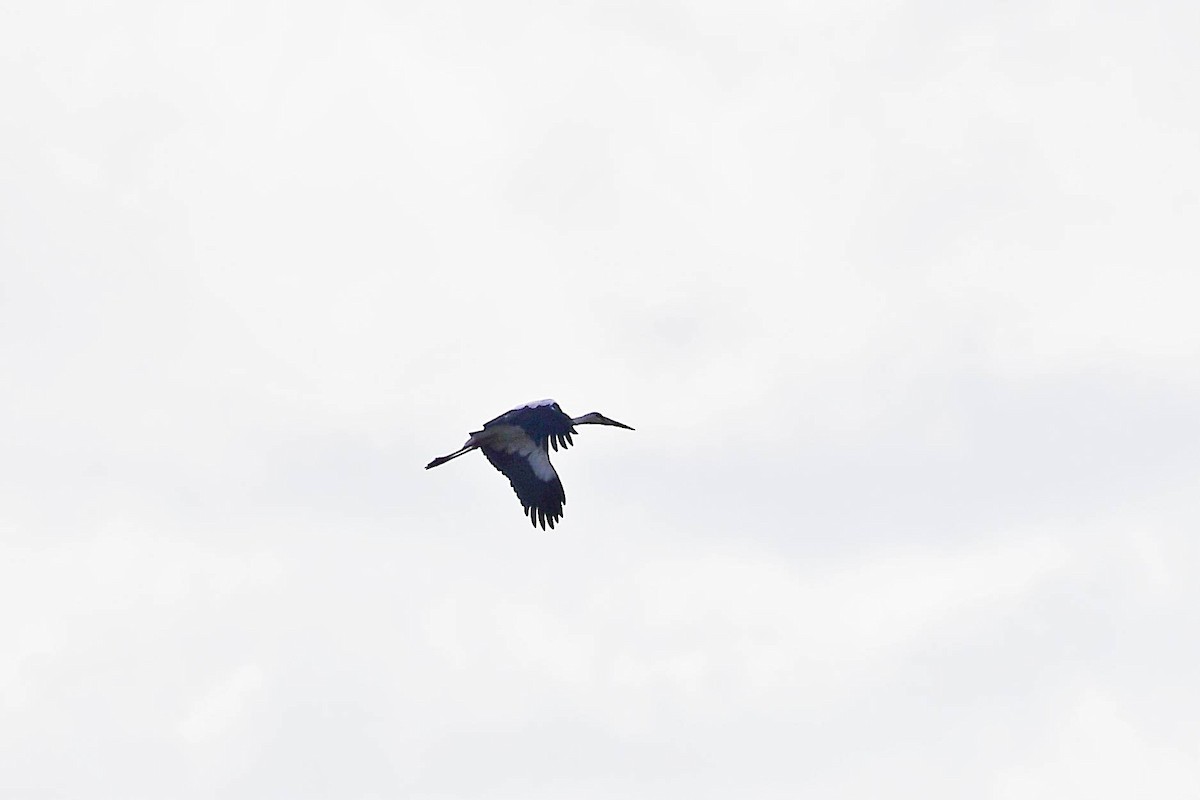 Maguari Stork - ML619129785