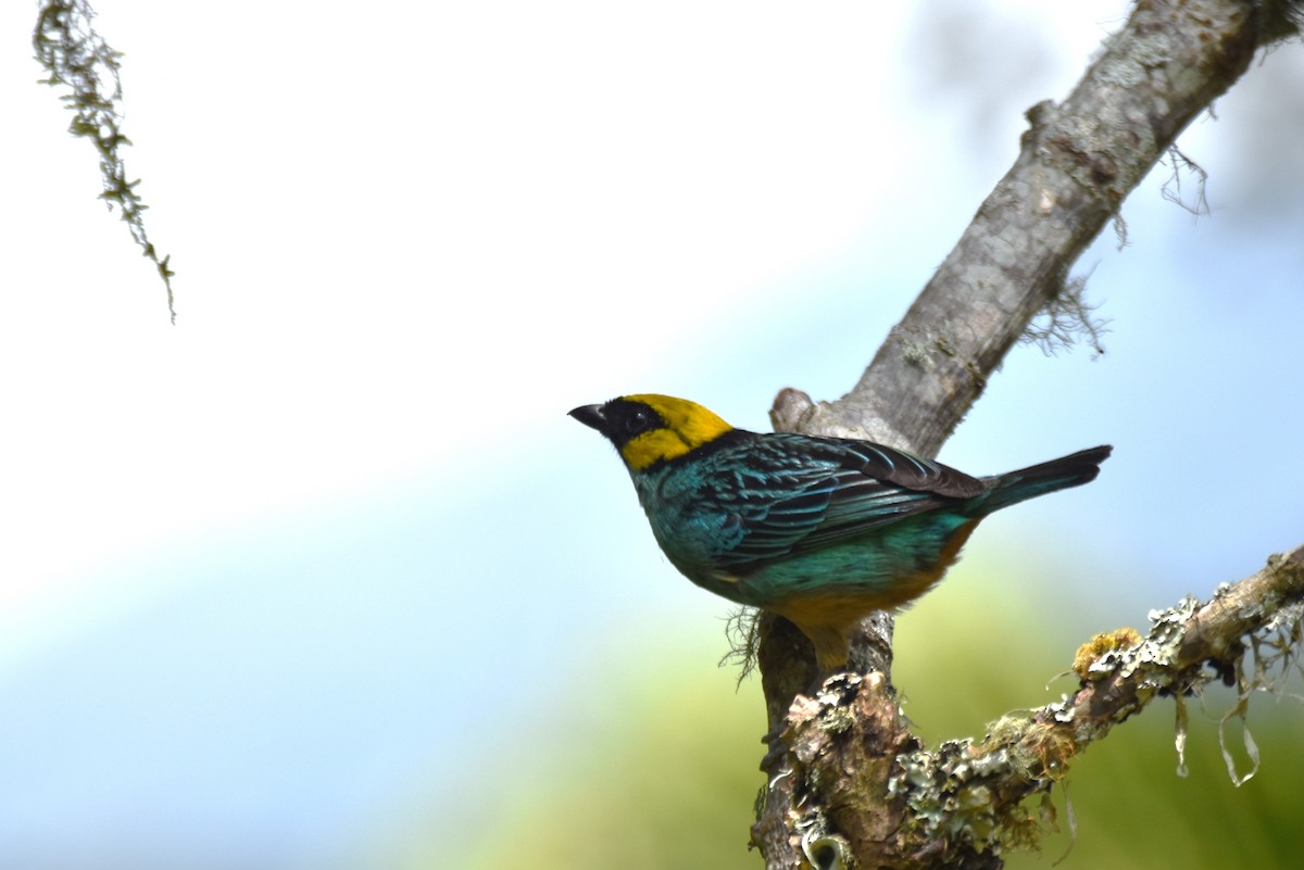 Saffron-crowned Tanager - ML619129788