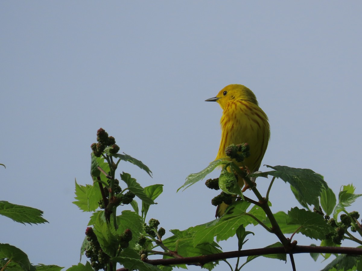 Yellow Warbler - ML619129791
