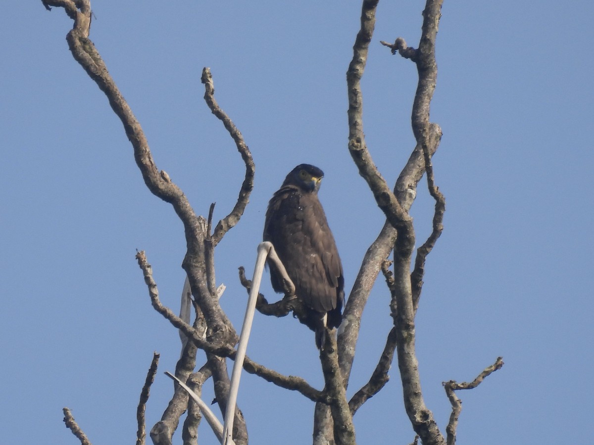 Crested Serpent-Eagle - ML619129804
