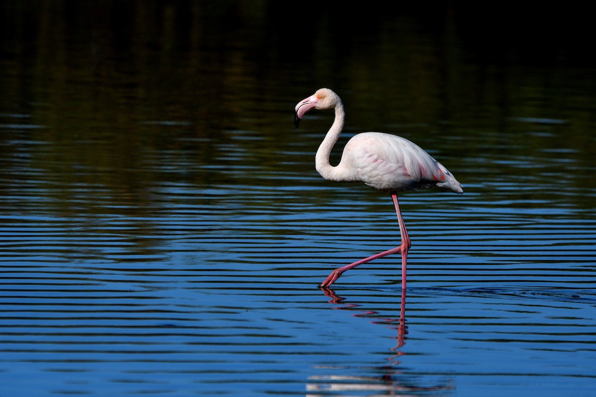 Greater Flamingo - ML619129811