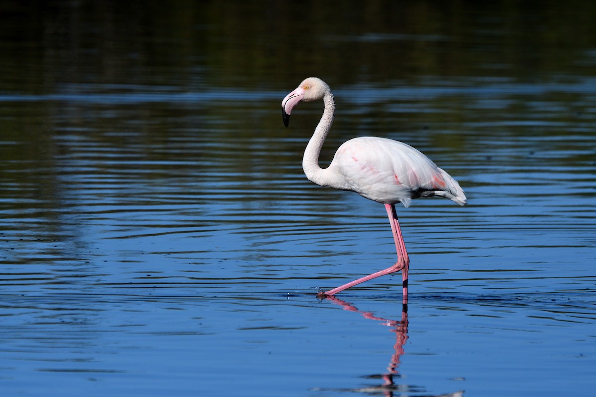 Greater Flamingo - ML619129812