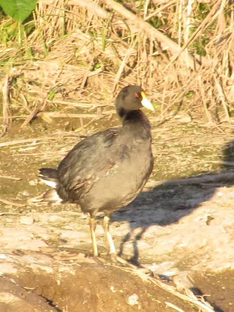 White-winged Coot - ML619129825