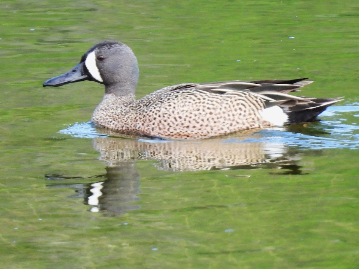 Blue-winged Teal - ML619129849
