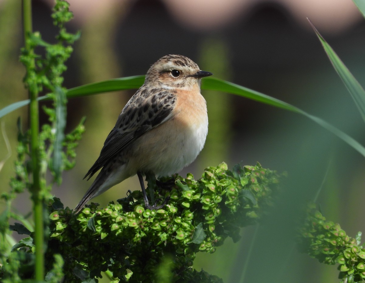 Whinchat - ML619129864