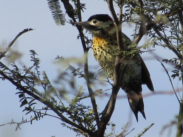 Green-barred Woodpecker - ML619129898