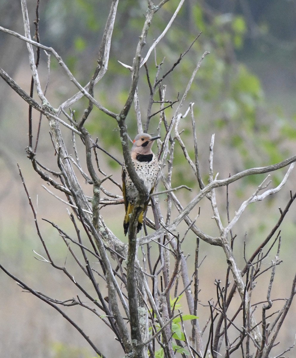 Northern Flicker (Yellow-shafted) - ML619129917