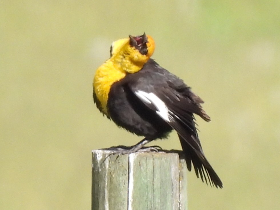 Yellow-headed Blackbird - ML619129937