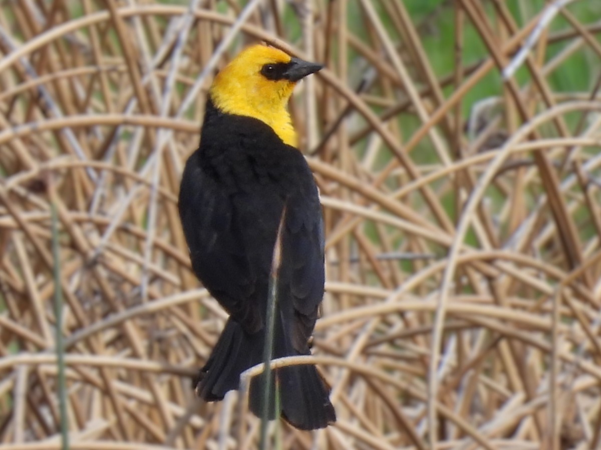 Yellow-headed Blackbird - ML619129938