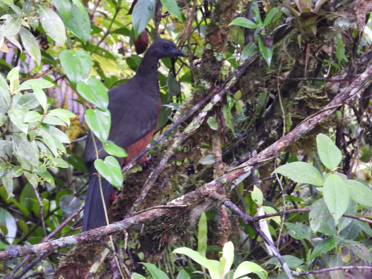 Sickle-winged Guan - ML619129960