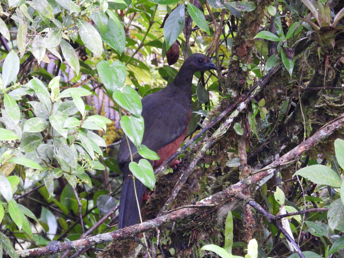 Sickle-winged Guan - ML619129961
