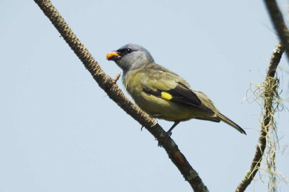 Yellow-winged Tanager - ML619129972