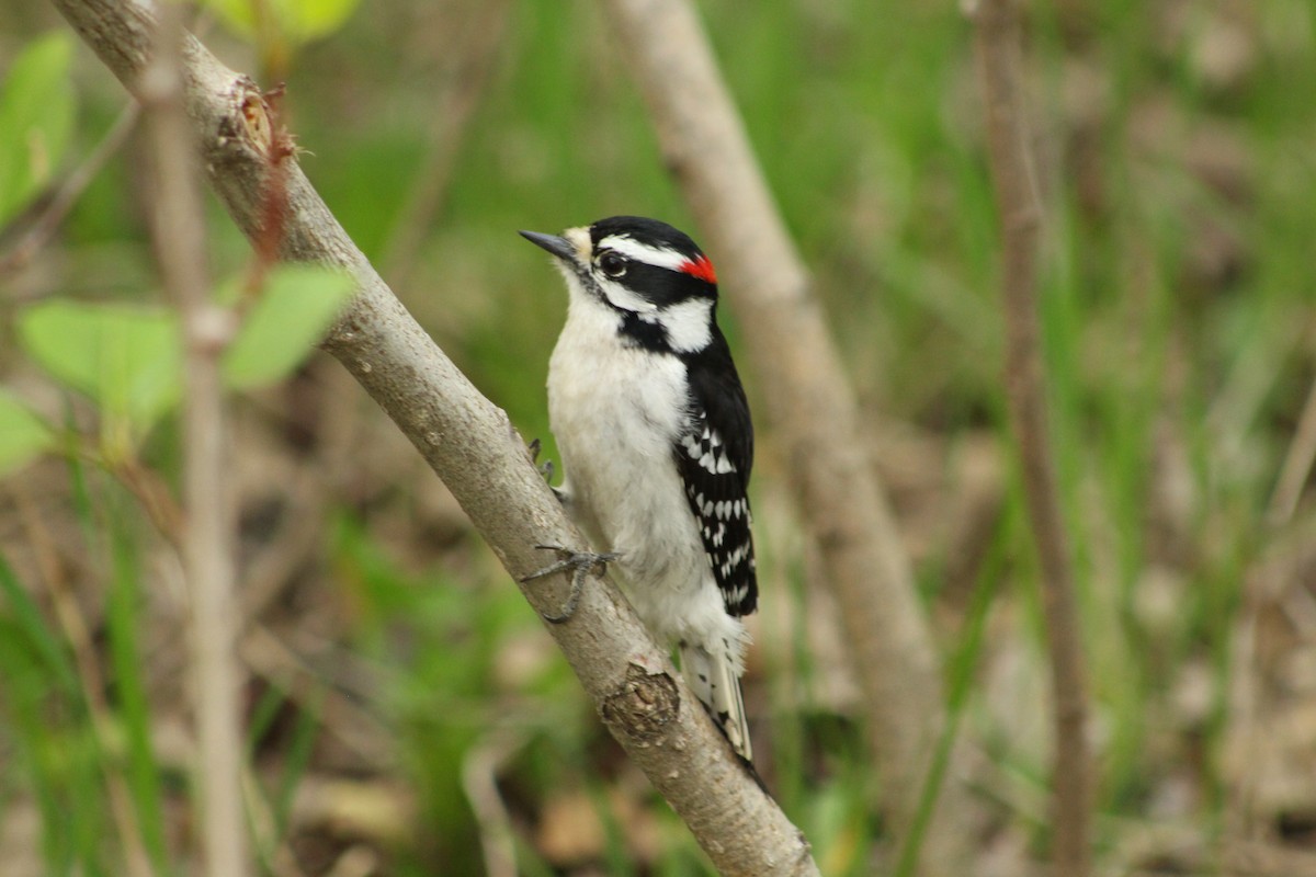 Downy Woodpecker - ML619130009