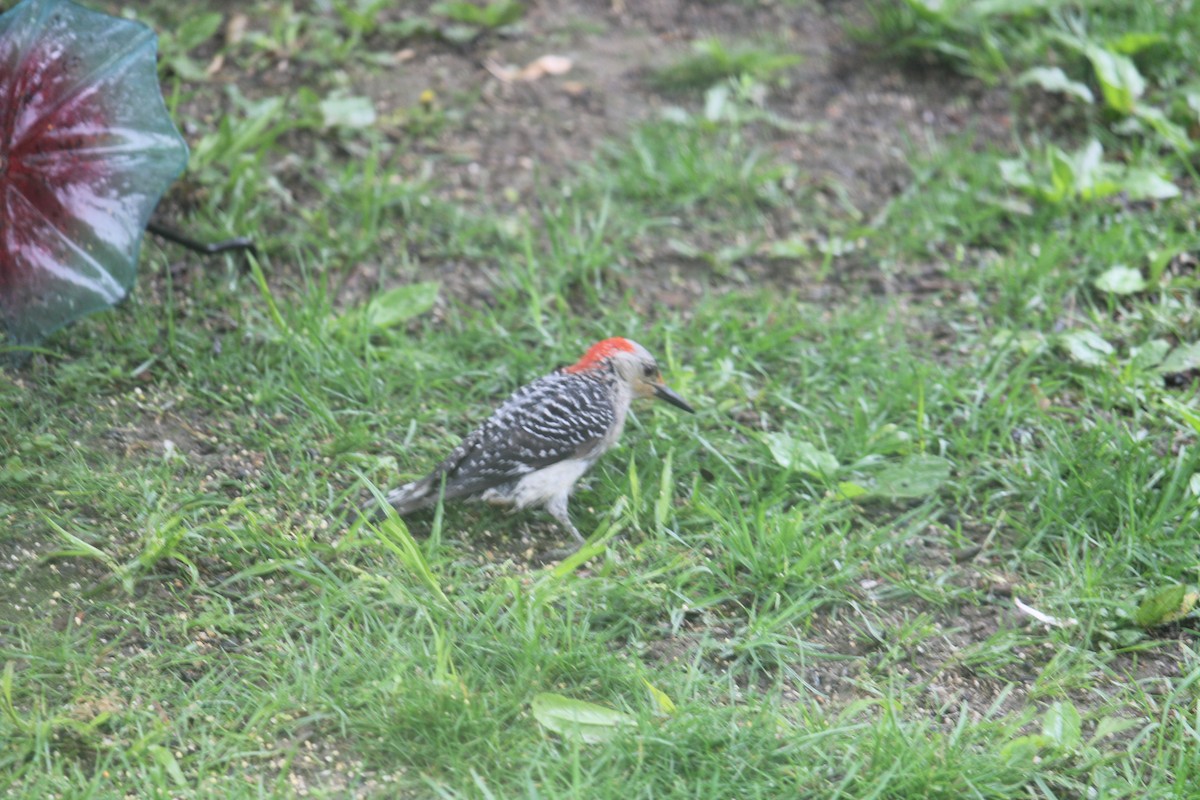 Red-bellied Woodpecker - ML619130040