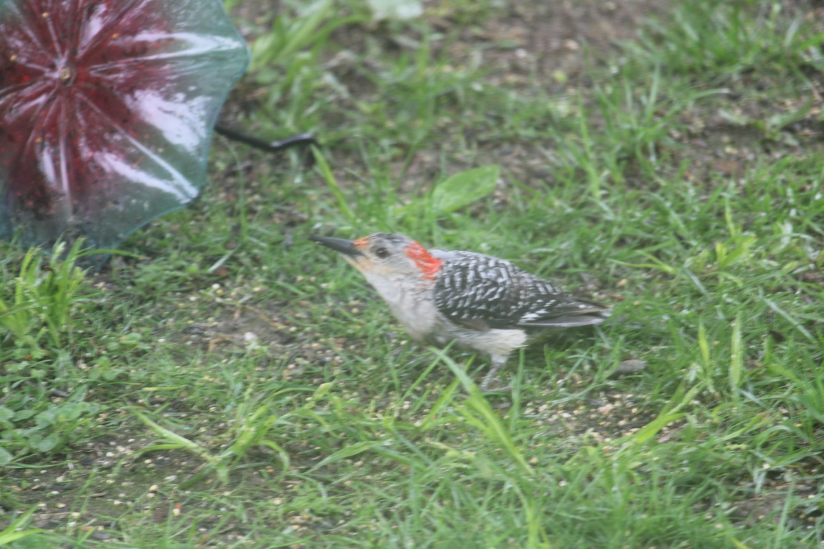 Red-bellied Woodpecker - ML619130041
