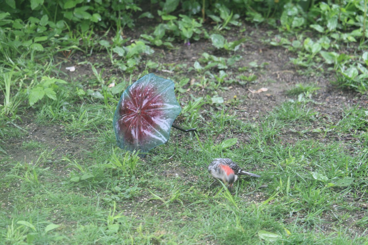 Red-bellied Woodpecker - ML619130042
