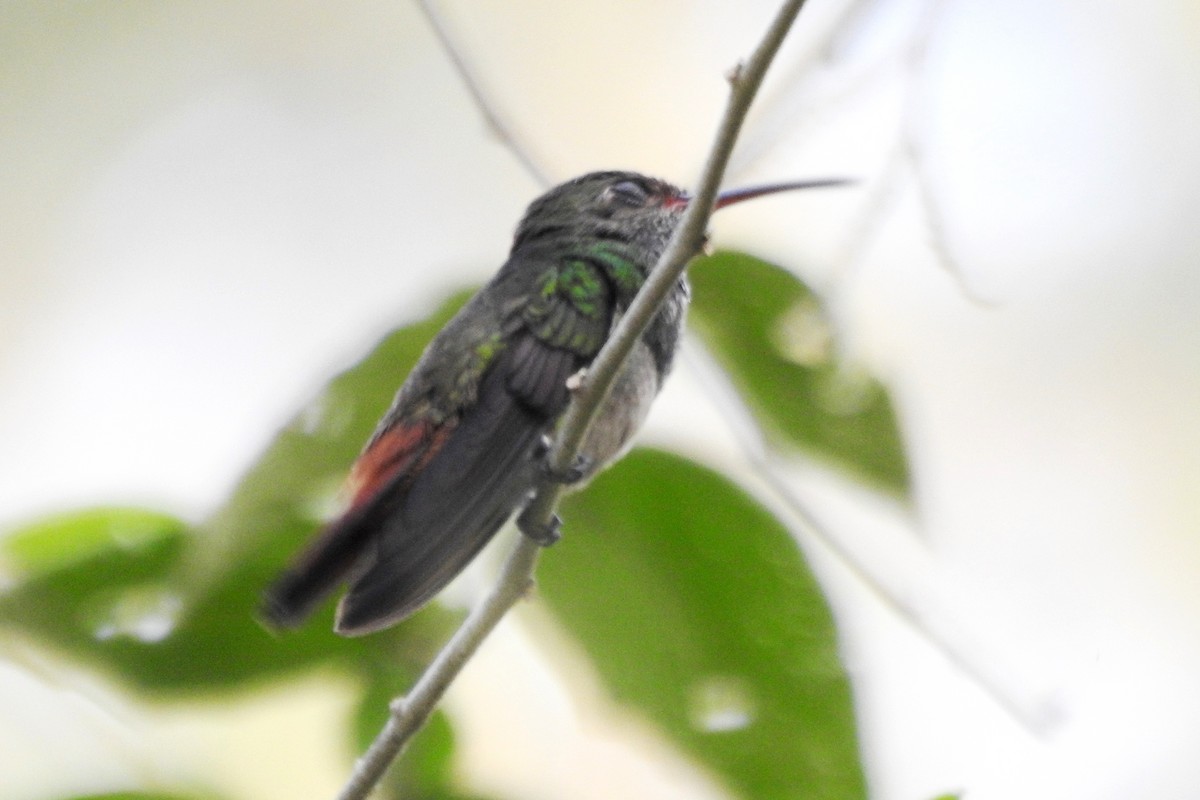 Rufous-tailed Hummingbird - ML619130076