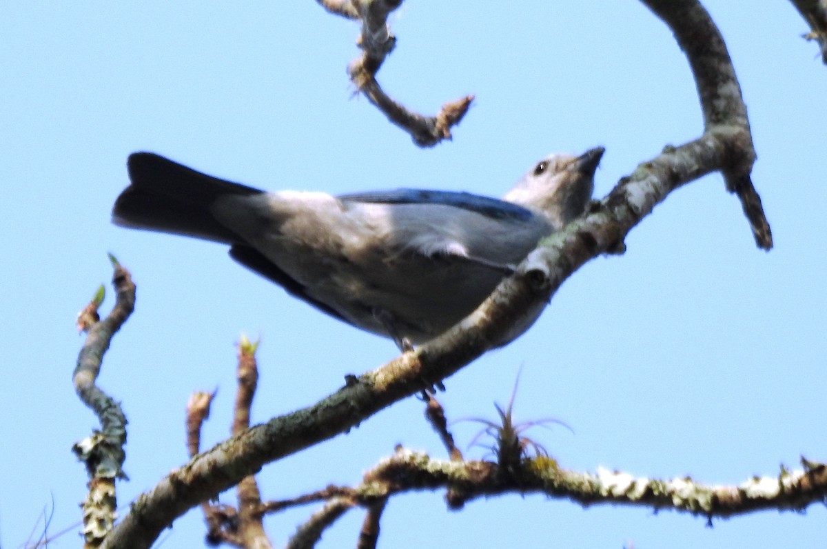 Blue-gray Tanager - ML619130100
