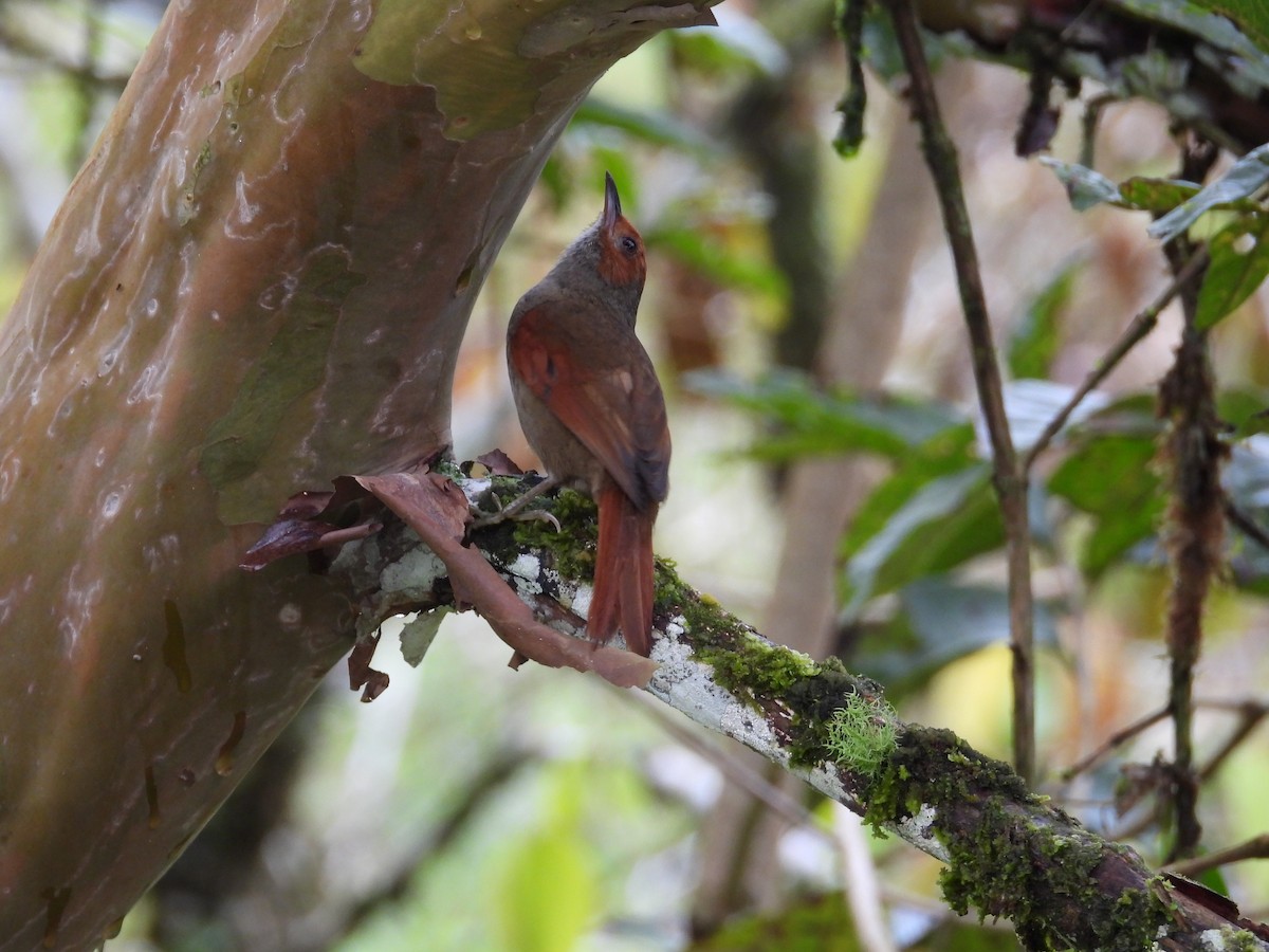 Red-faced Spinetail - ML619130103