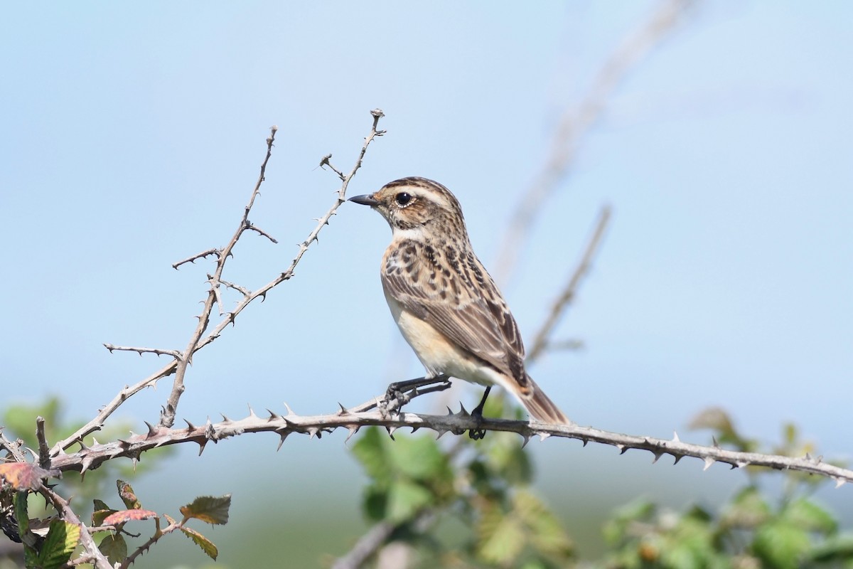 Whinchat - ML619130109