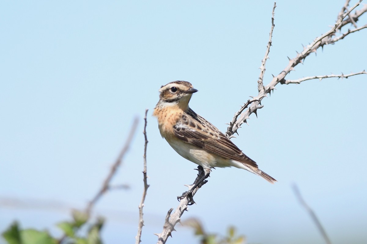 Whinchat - ML619130110