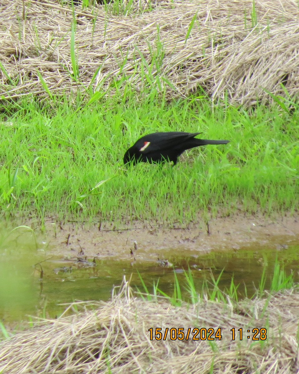 Red-winged Blackbird - ML619130129