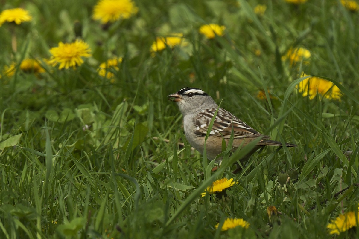White-crowned Sparrow - ML619130143