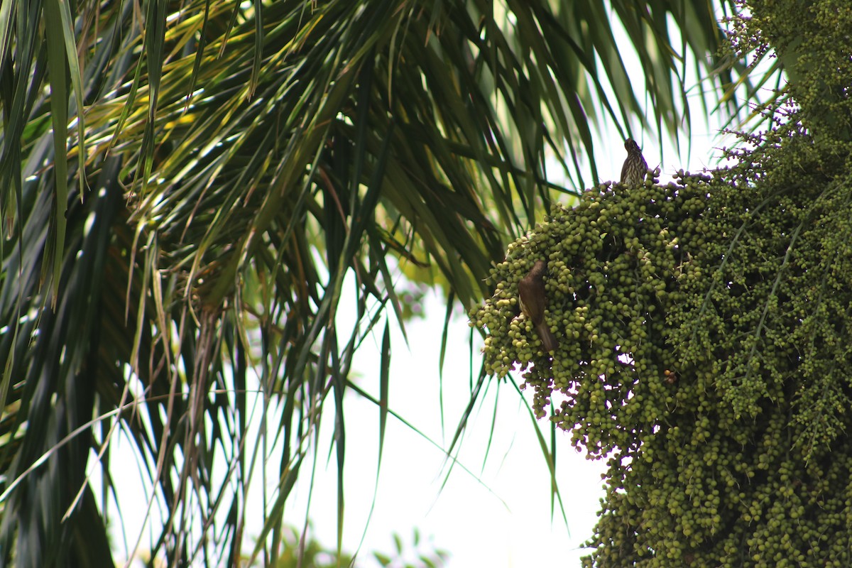 Dominik Palmiyekuşu - ML619130152