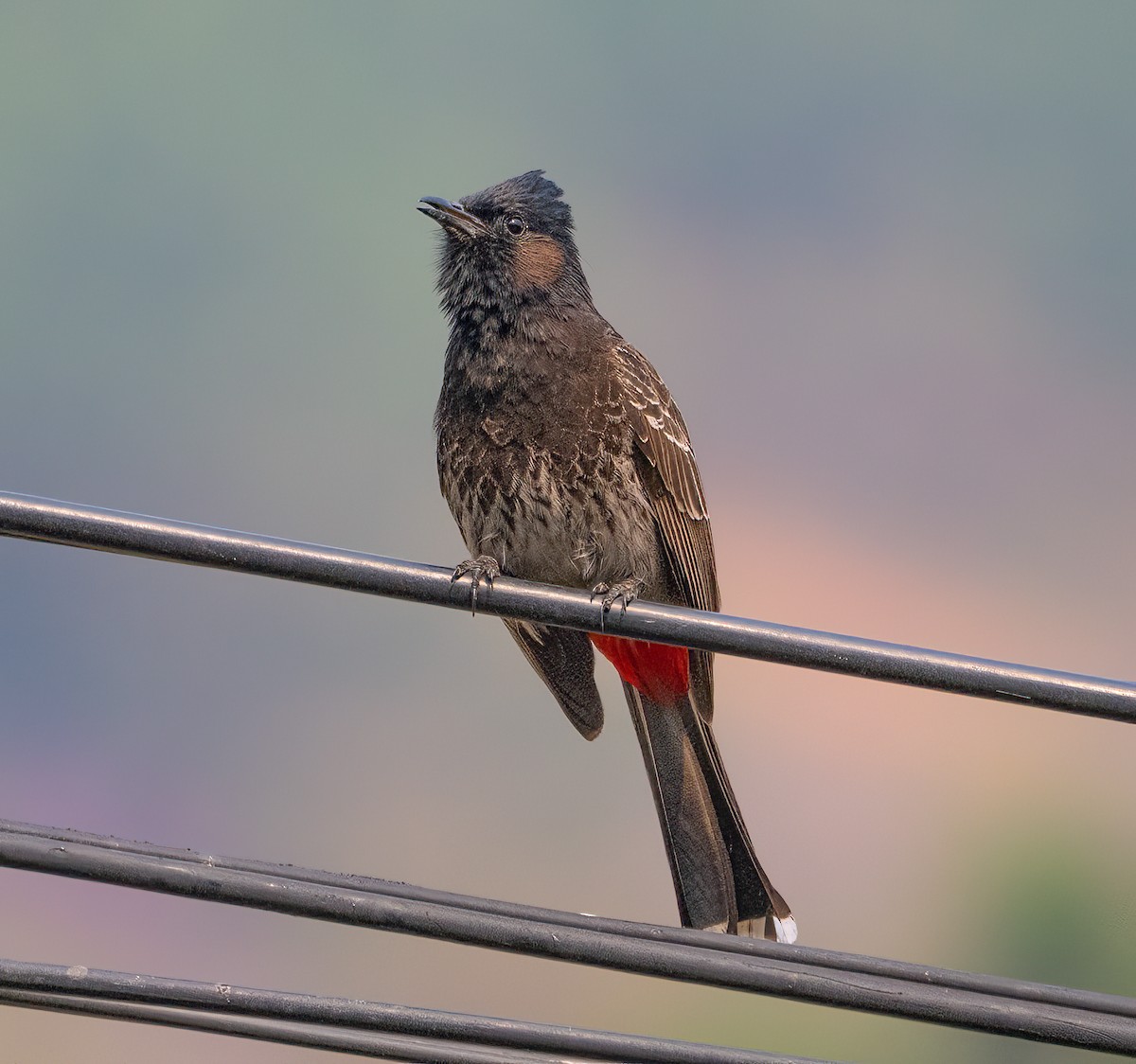 Red-vented Bulbul - ML619130158