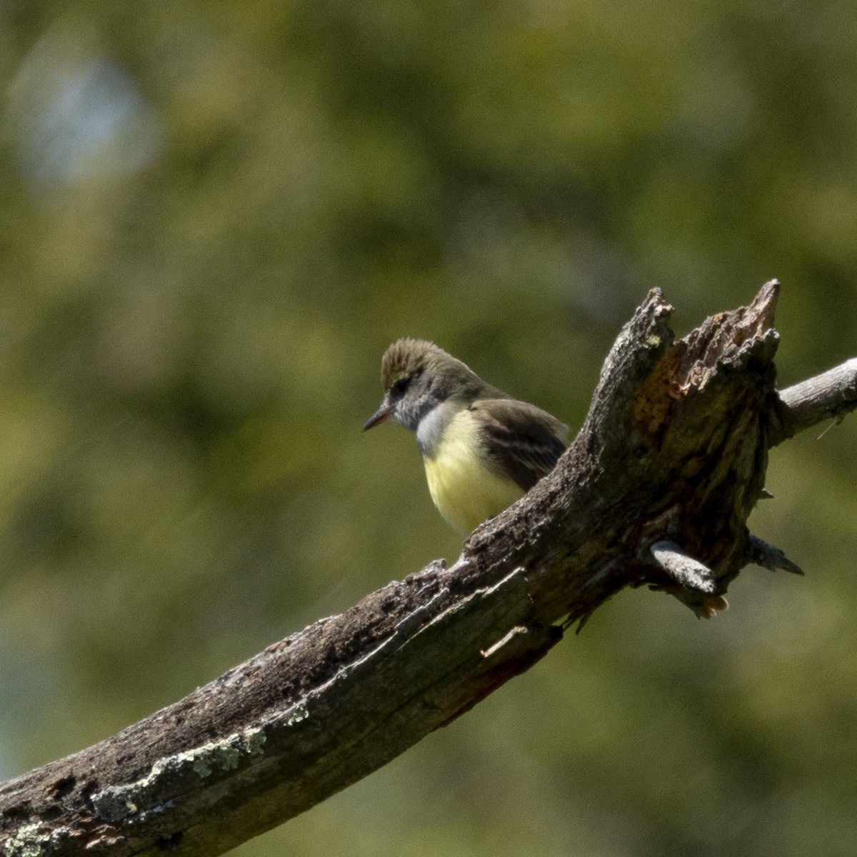 Great Crested Flycatcher - ML619130192