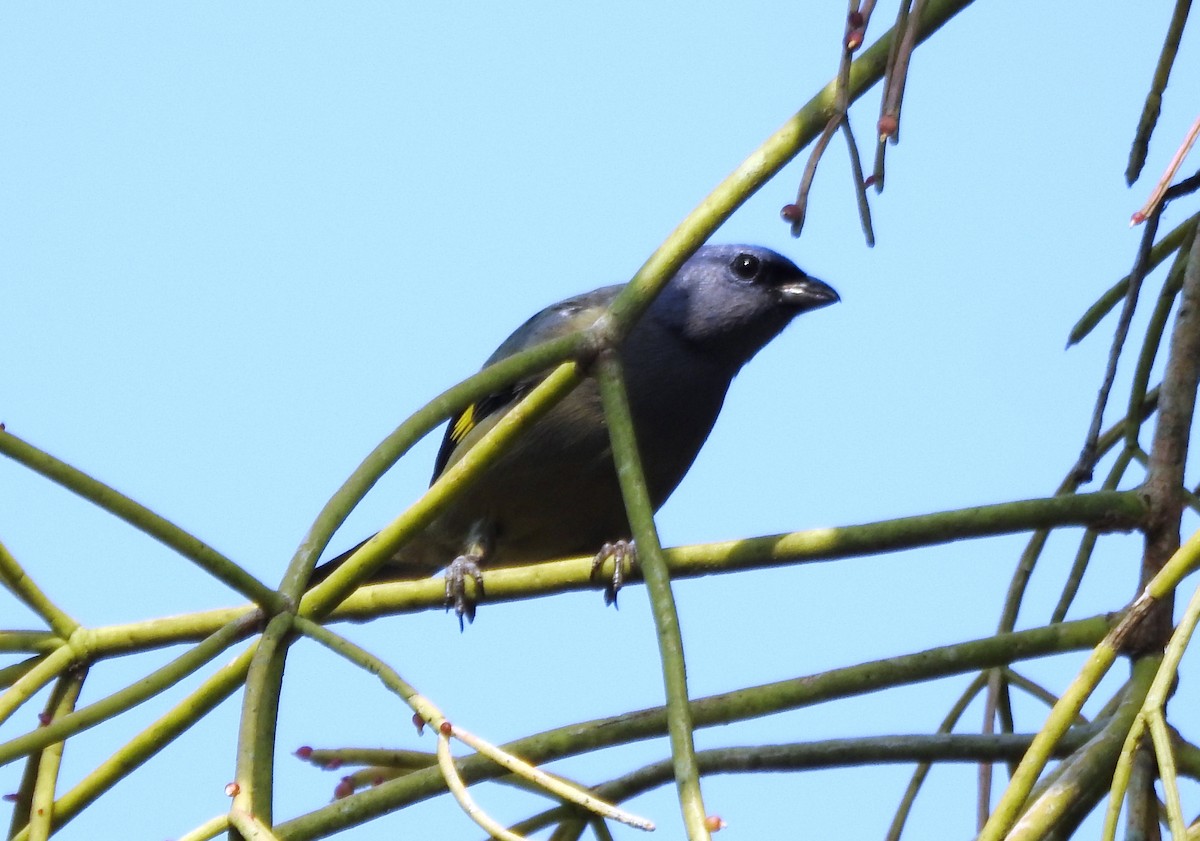 Yellow-winged Tanager - ML619130197