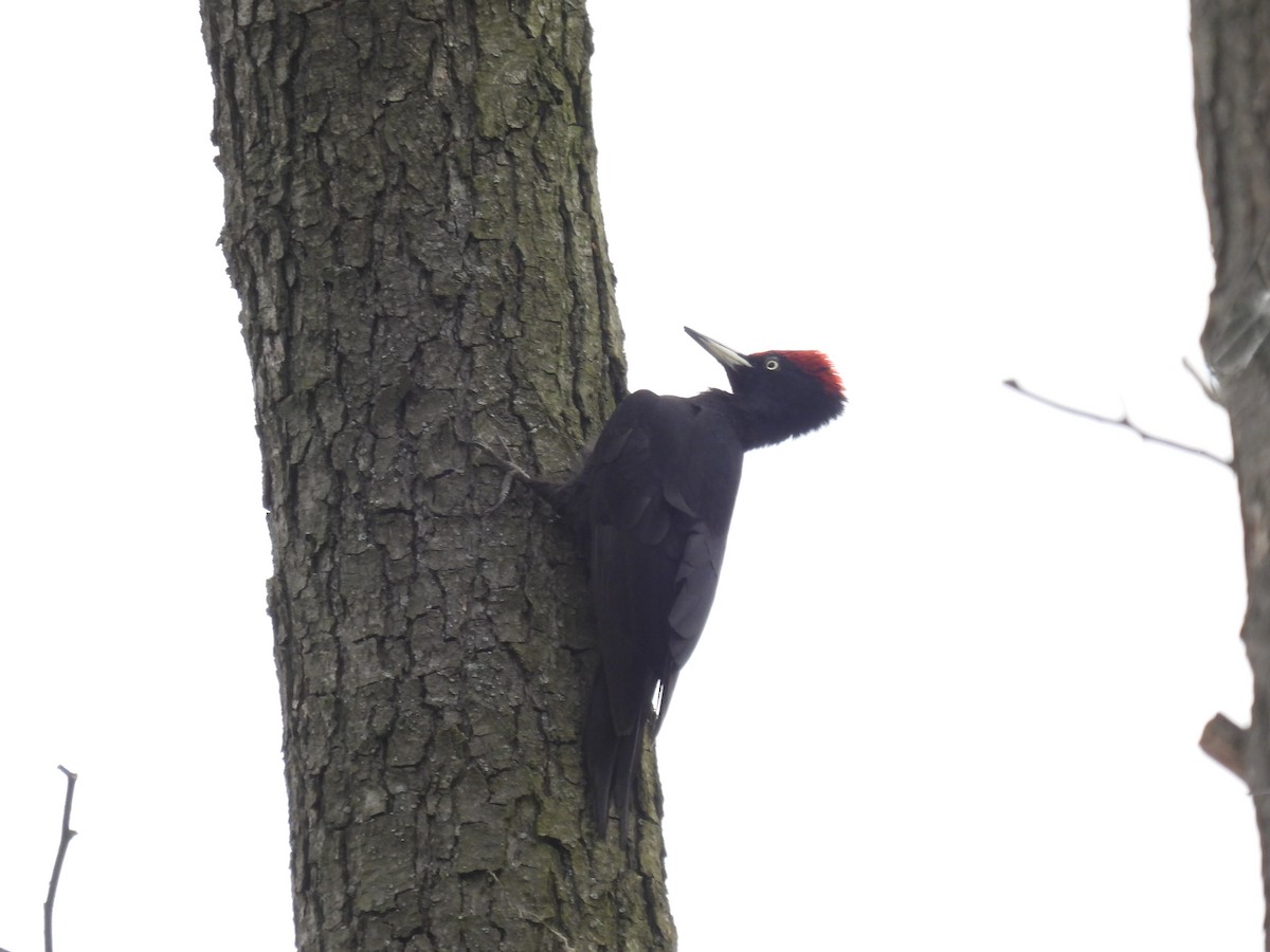 Black Woodpecker - ML619130209