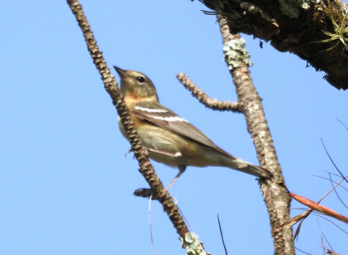 Bay-breasted Warbler - ML619130220