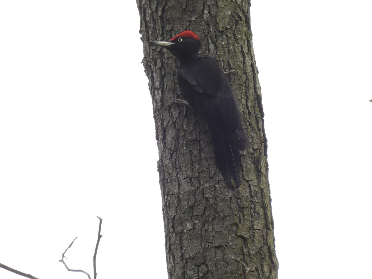 Black Woodpecker - ML619130229