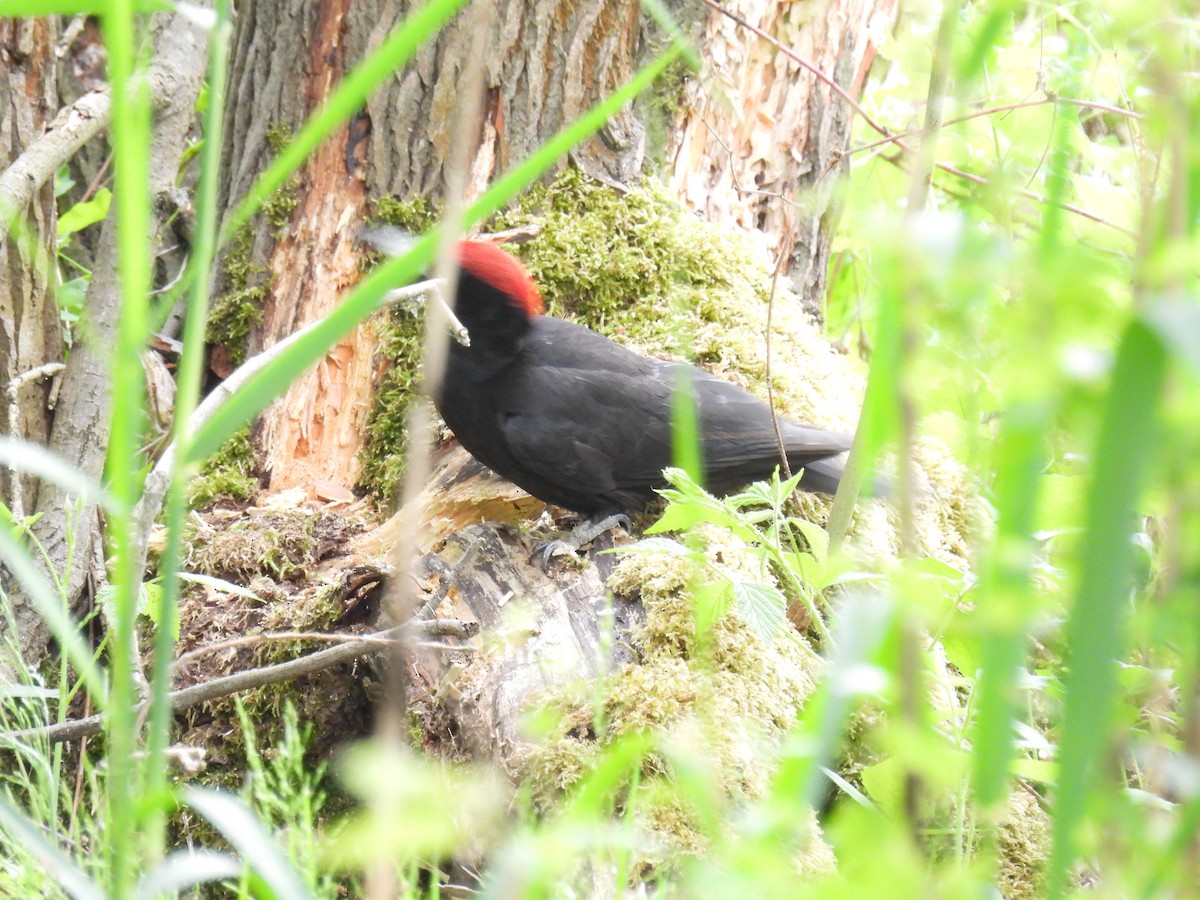 Black Woodpecker - ML619130247