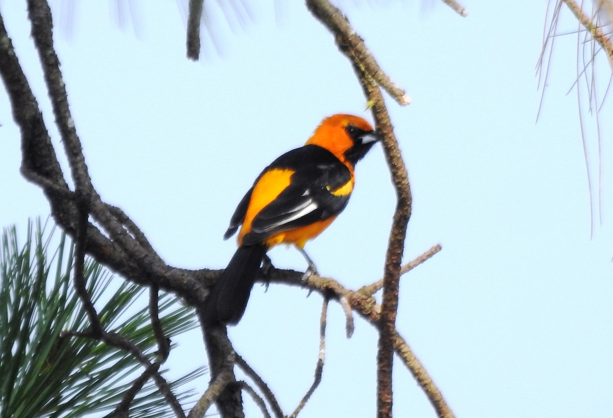 Spot-breasted Oriole - ML619130252