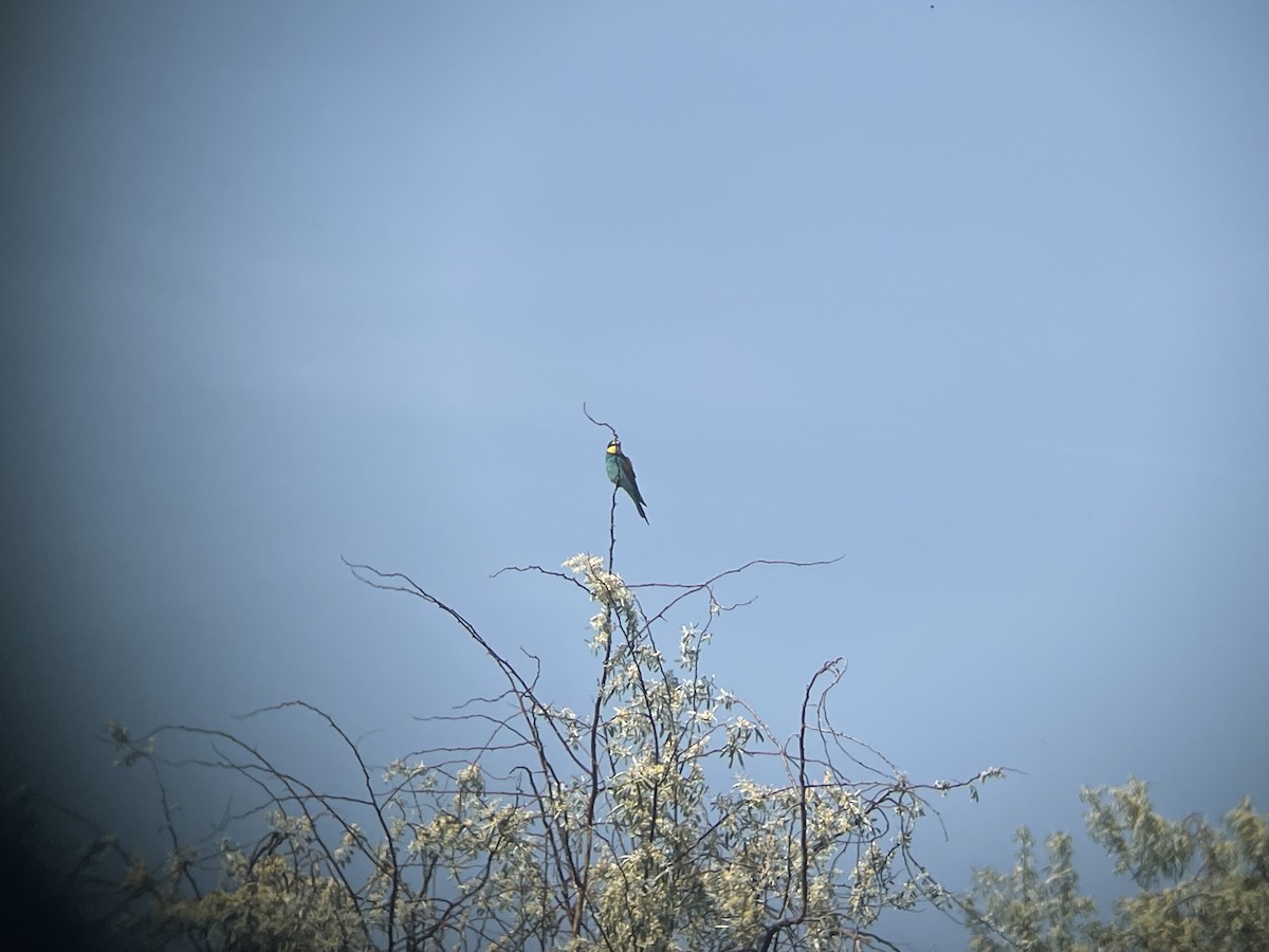 European Bee-eater - ML619130284