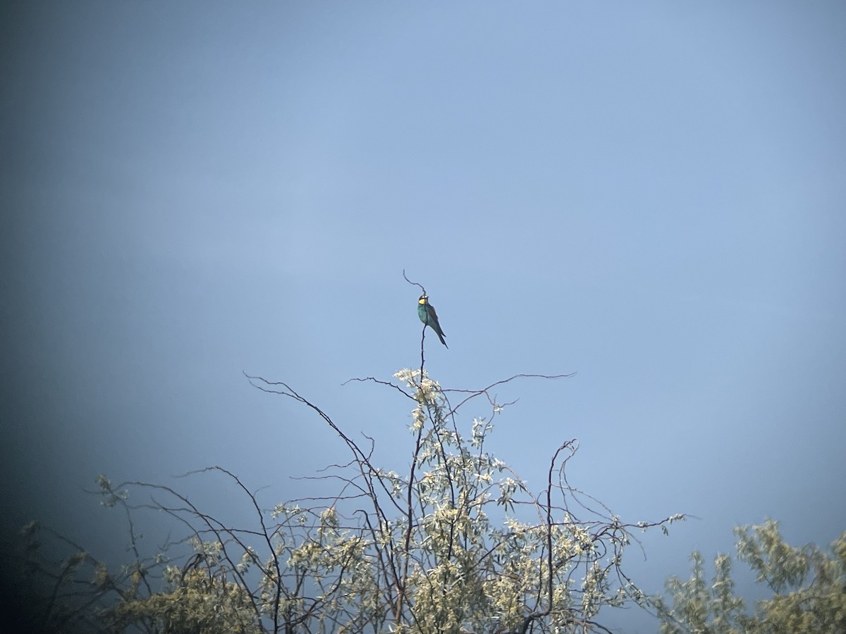 European Bee-eater - ML619130285