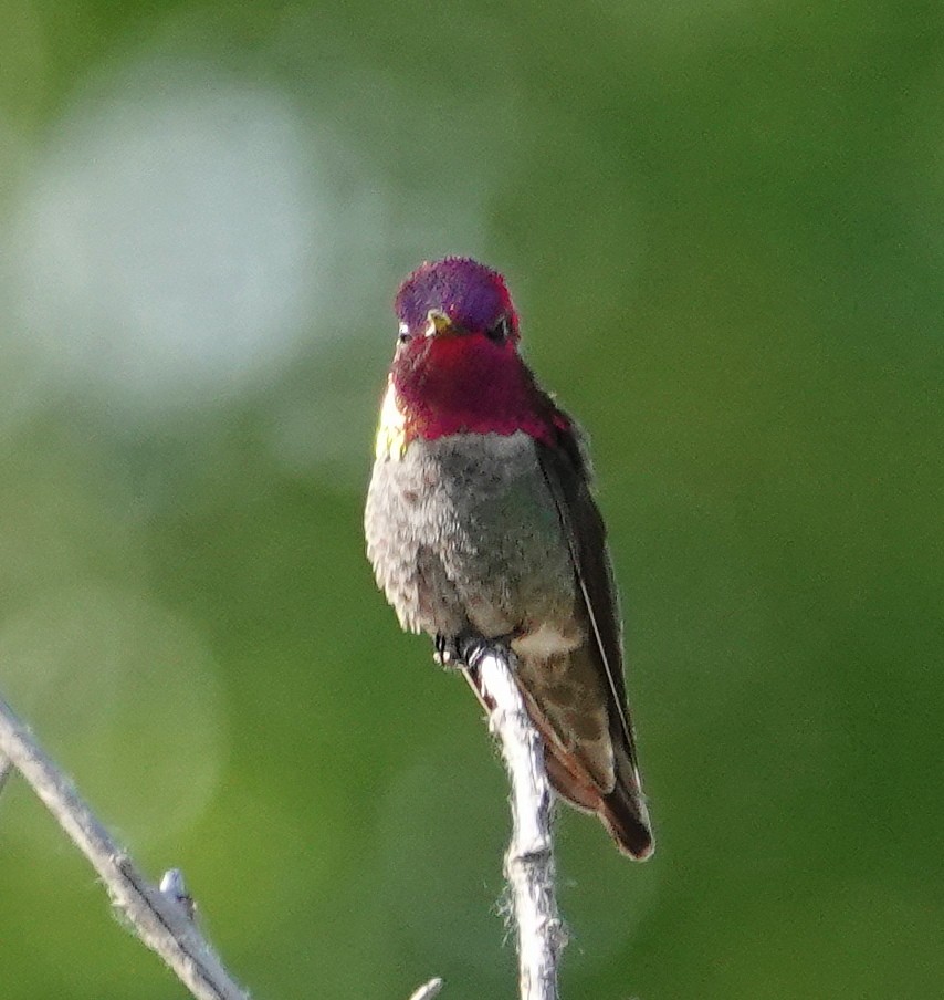 Anna's Hummingbird - ML619130305