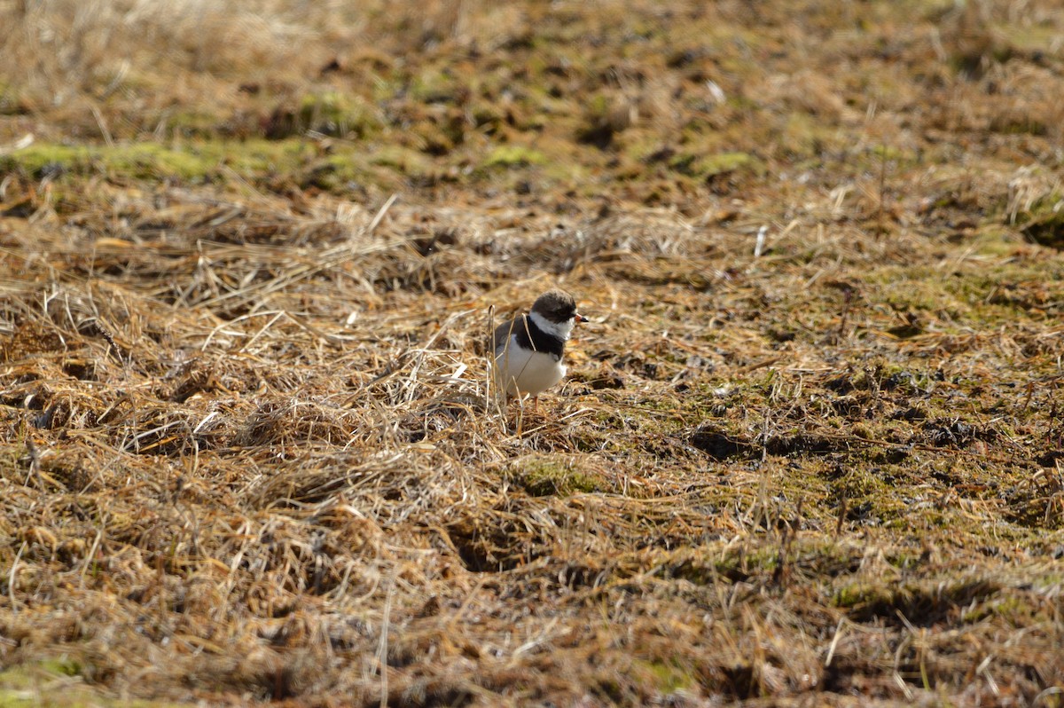 Semipalmated Plover - ML619130319