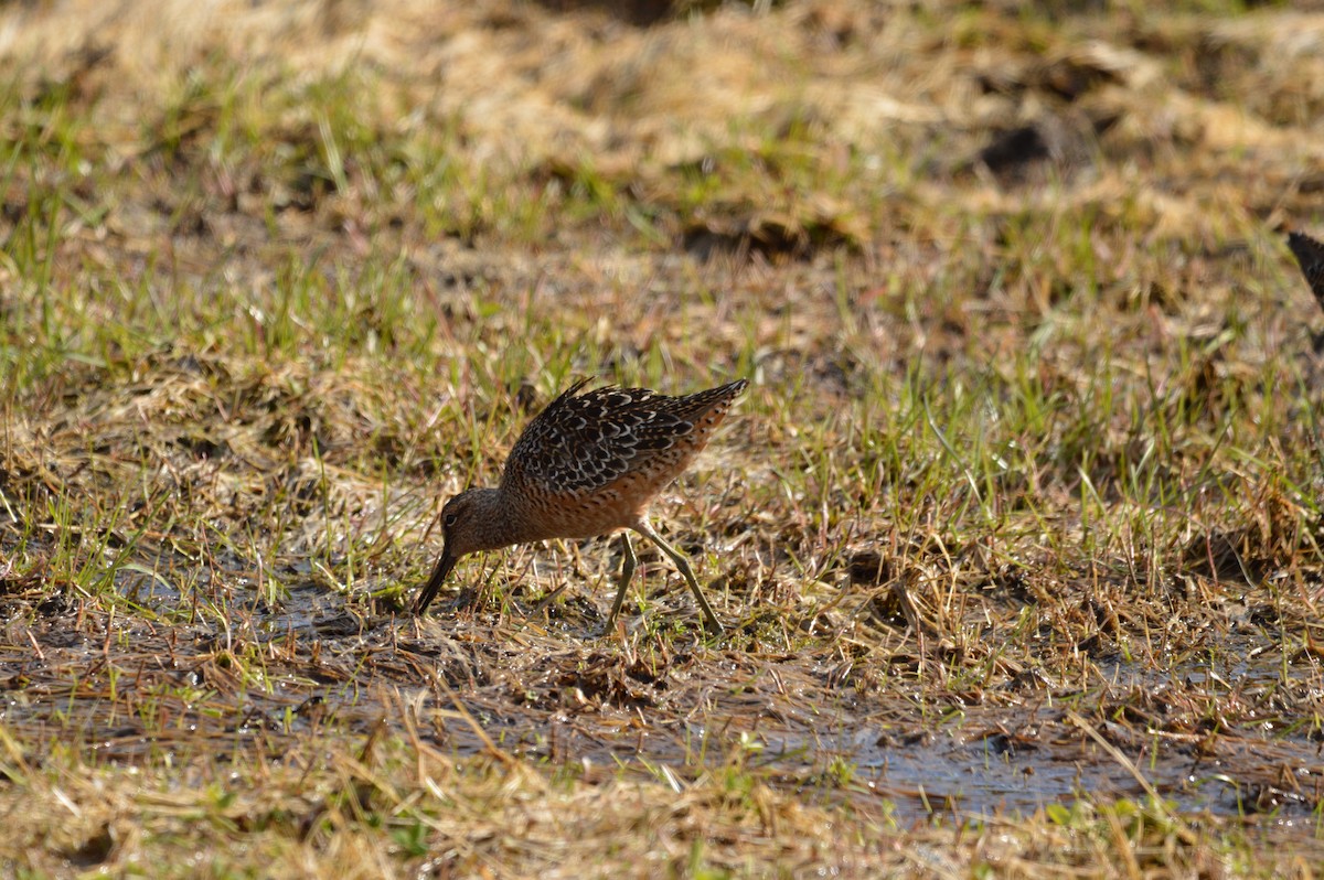 Long-billed Dowitcher - ML619130325