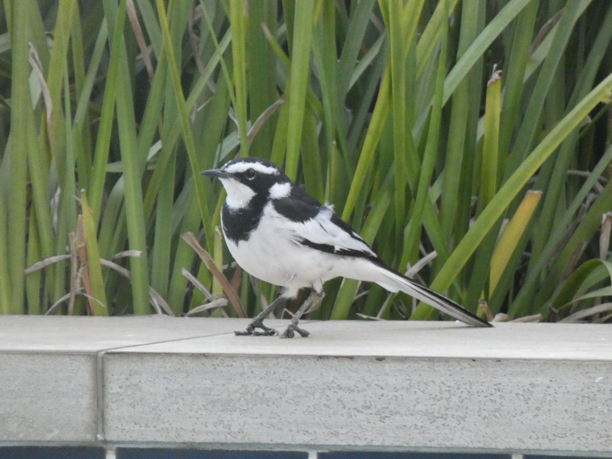 African Pied Wagtail - ML619130334