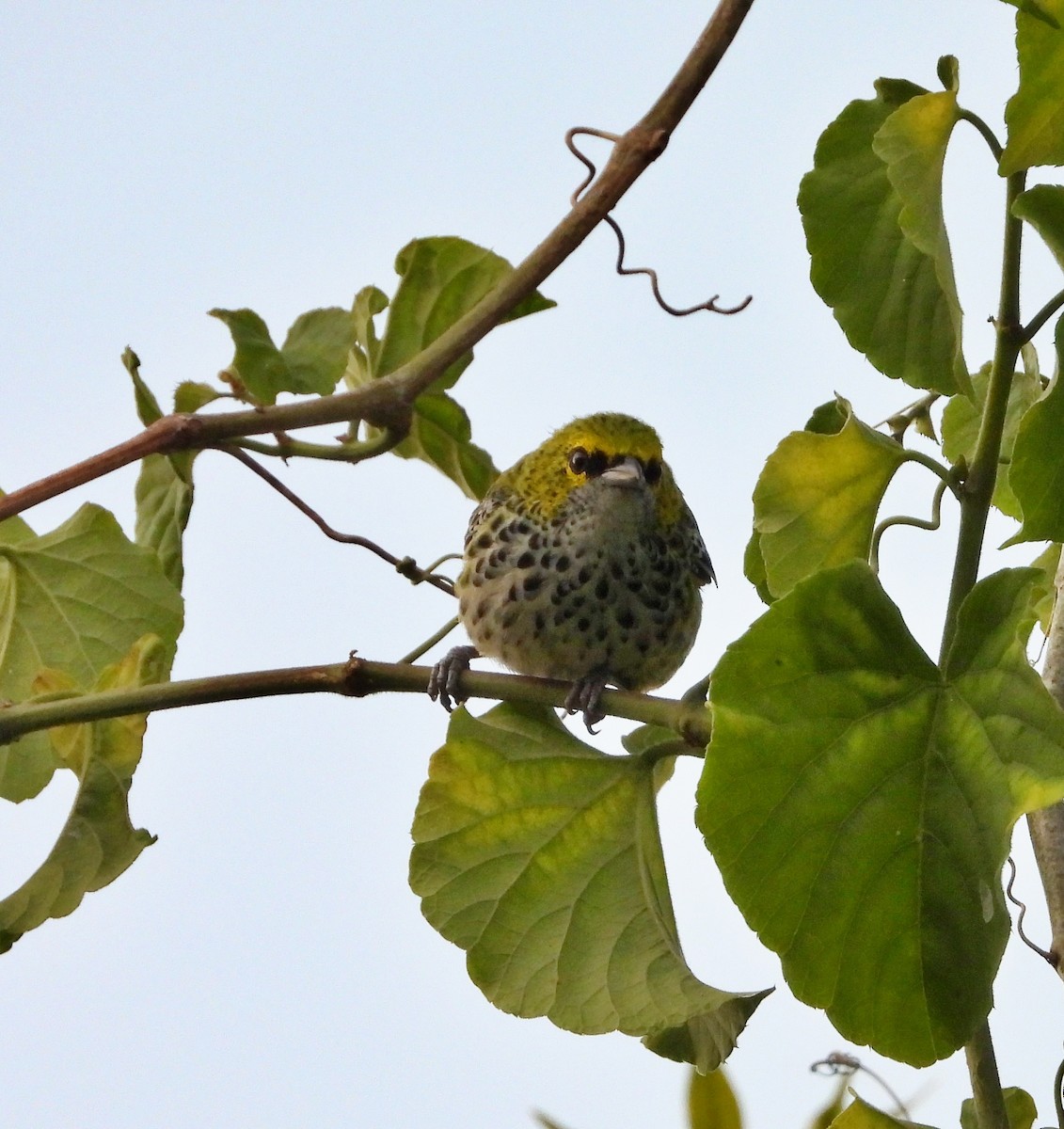 Speckled Tanager - ML619130336