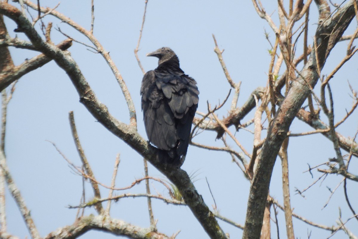 Black Vulture - ML619130339