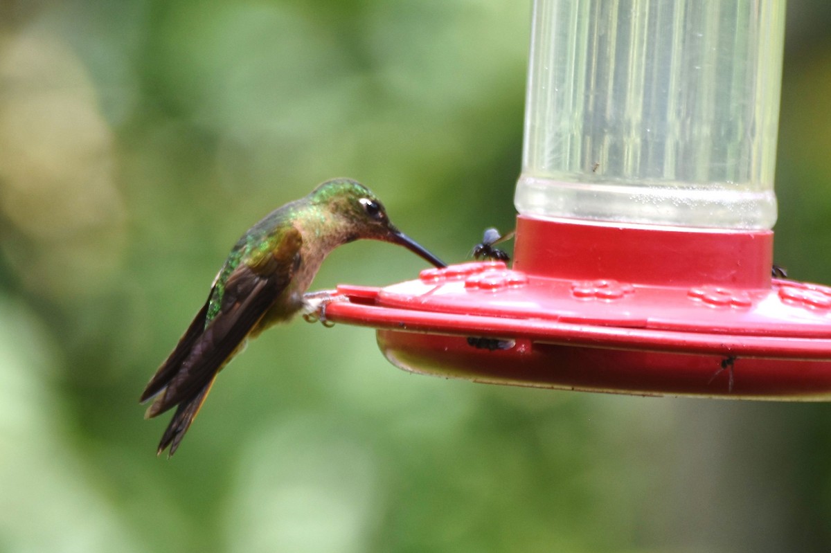 kolibřík hnědobřichý - ML619130353