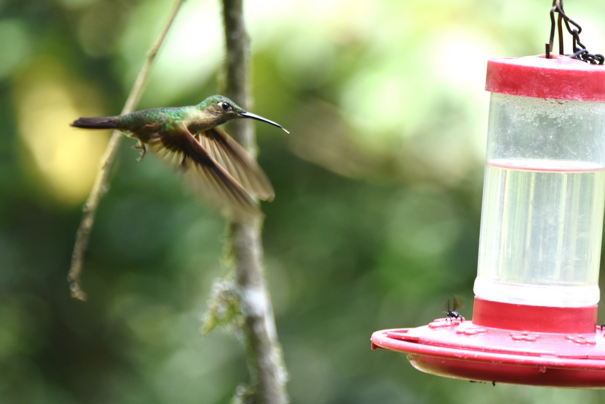 kolibřík hnědobřichý - ML619130354