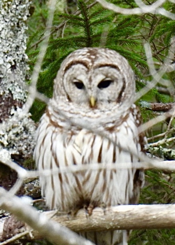 Barred Owl - ML619130362