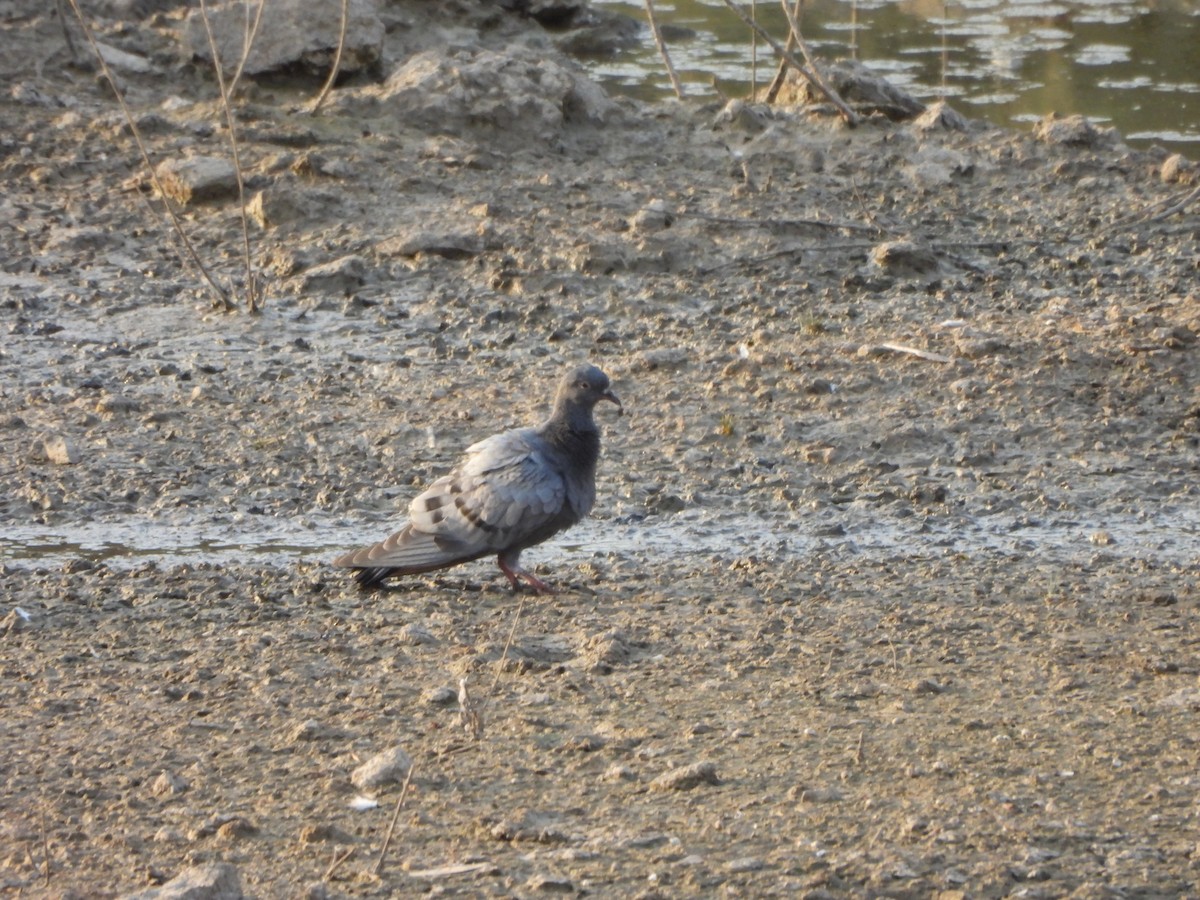 Rock Pigeon (Feral Pigeon) - ML619130364