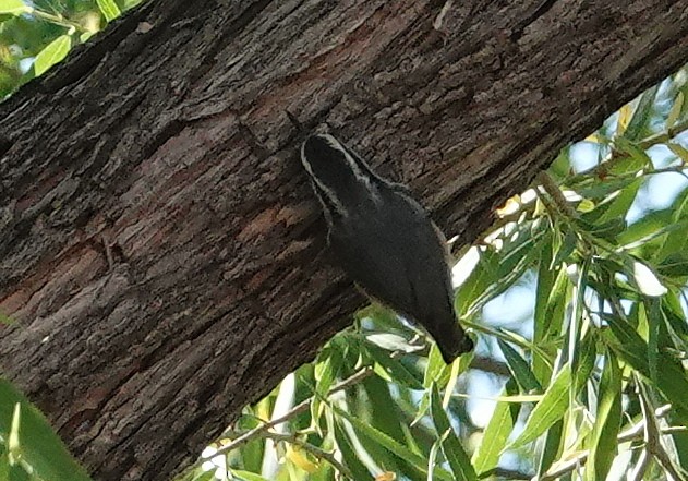 Red-breasted Nuthatch - ML619130369