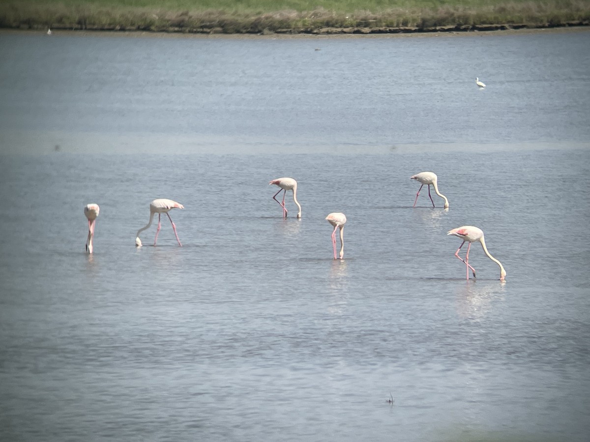 Greater Flamingo - ML619130395
